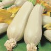 produzione semi zucchino eskenderany