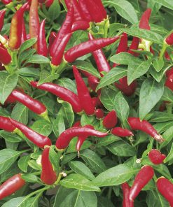 produzione semi peperone eye