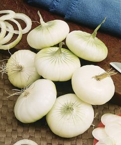 produzione semi cipolla a tunica bianca femar