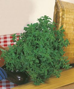 produzione semi basilico fine leaved