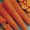 produzione semi carota flakke 2