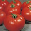 produzione semi pomodoro floradade