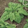 produzione semi spinacio geant d'hiver