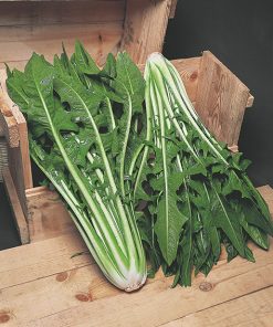 produzione semi cicoria gigante di chioggia sel. freezer