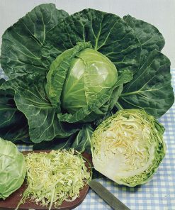 produzione semi cavolo cappuccio bianco golden acre