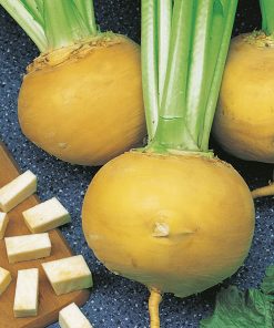 produzione semi rapa golden ball