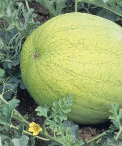 produzione semi anguria grey belle