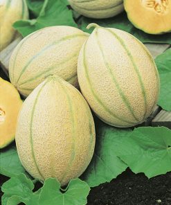 produzione semi melone hales best jumbo
