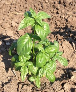 produzione semi basilico italiano classico sel. albenga