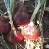produzione semi cipolla a tunica rossa JULIA F1