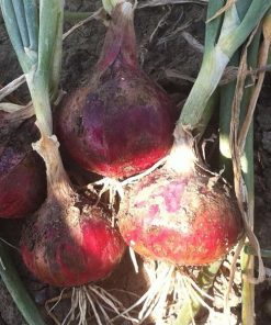 produzione semi cipolla a tunica rossa JULIA F1