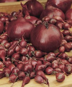 produzione semi cipolla a tunica rossa karmen