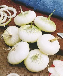 produzione semi cipolla a tunica bianca la reine