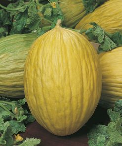 produzione semi melone lanzarote