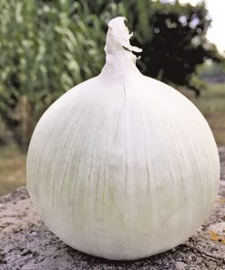 produzione semi cipolla a tunica bianca longstore F1