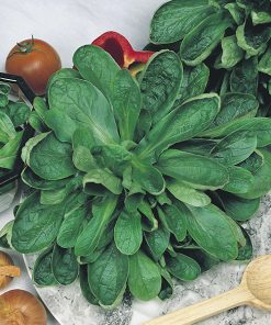 produzione semi valeriana louvieres