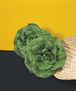 produzione semi lattuga madrilene