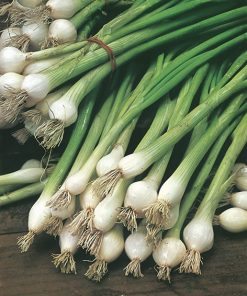 produzione semi cipolla a tunica bianca malakoff non gelive