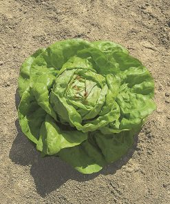 produzione semi lattuga may king