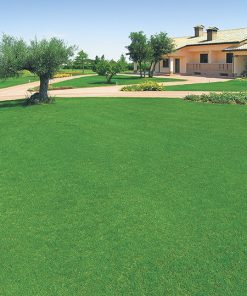 produzione semi prato mediterraneo