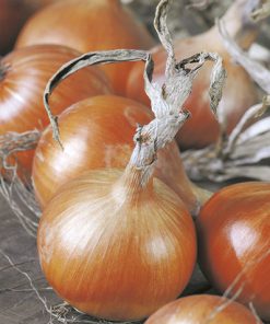 produzione semi Cipolla A Tunica Gialla Medys F1