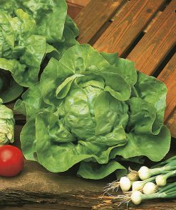 produzione semi lattuga meraviglia d'inverno