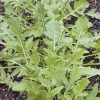 produzione semi rucola selvatica merla