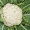 produzione semi cavolfiore merveille de toutes saisons