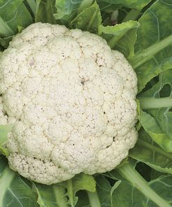 produzione semi cavolfiore merveille de toutes saisons