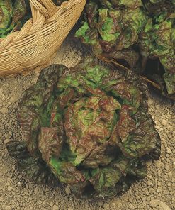 produzione semi lattuga merveille des quatre saisons