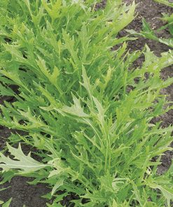 produzione semi brassica orientale mizuna green