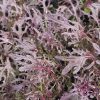 produzione semi brassica orientale mizuna red