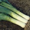 produzione semi porro musselburgh