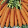 produzione semi carota nantes 2
