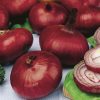produzione semi cipolla a tunica rossa nortal