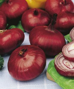 produzione semi cipolla a tunica rossa nortal