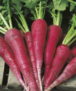 produzione semi ramolaccio ostergruss rosa 2