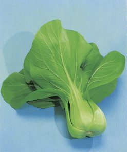 produzione semi brassica orientale packchoi green