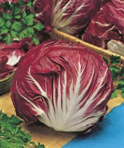 produzione semi cicoria palla rossa late