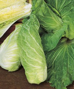 produzione semi cicoria pan di zucchero