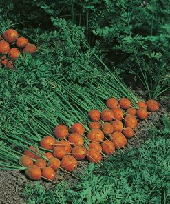 produzione semi carota paris market