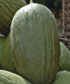 produzione semi melone pinonet piel de sapo