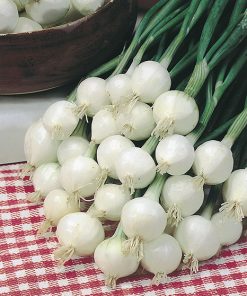 produzione semi cipolla a tunica bianca pompei