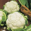 produzione semi cavolfiore primus
