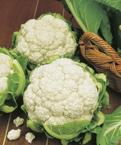 produzione semi cavolfiore primus