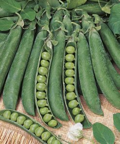 produzione semi pisello progress 9