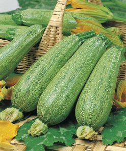 produzione semi zucchino quarantaine
