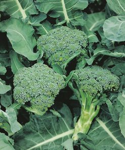 produzione semi cavolo broccolo ramoso calabrese medium early