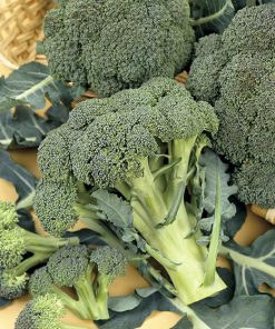 produzione semi cavolo broccolo ramoso calabrese sel. rapid