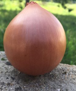 produzione semi cipolla a tunica gialla recas